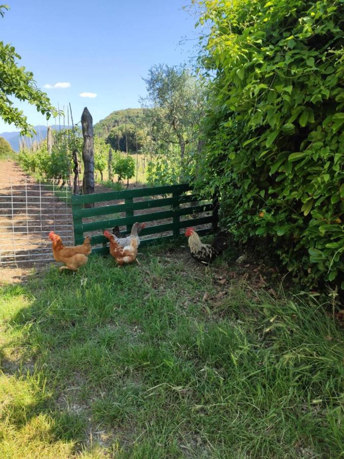 Cara House Tuscany - Zona Lucca Chiatri Dış mekan fotoğraf